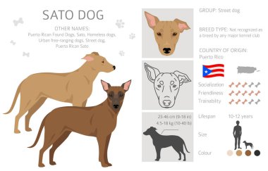 Sato köpek klipsi. Tüm ceket renkleri ayarlandı. Bütün köpekler karakteristik bilgileri çoğaltır. Vektör illüstrasyonu