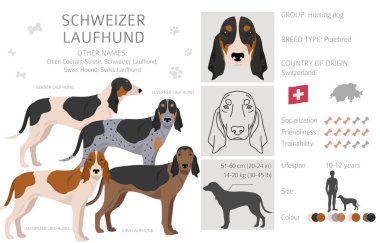 Schwyzer Laufhund, İsviçreli av köpeği. Tüm ceket renkleri ayarlandı. Bütün köpekler karakteristik bilgileri çoğaltır. Vektör illüstrasyonu