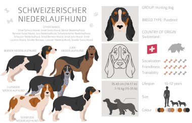 Schweizerischer Niederlaufhund, Küçük İsviçreli av köpeği. Tüm ceket renkleri ayarlandı. Bütün köpekler karakteristik bilgileri çoğaltır. Vektör illüstrasyonu