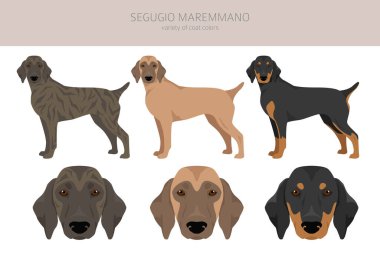 Segugio Maremmano tırmanışı. Tüm ceket renkleri ayarlandı. Bütün köpekler karakteristik bilgileri çoğaltır. Vektör illüstrasyonu