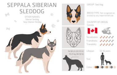 Seppala Siberian Sleddog clipart. All coat colors set.  All dog breeds characteristics infographic. Vector illustration clipart