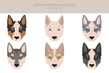 Seppala Sibirya Kızak Köpeği kırpması. Tüm ceket renkleri ayarlandı. Bütün köpekler karakteristik bilgileri çoğaltır. Vektör illüstrasyonu