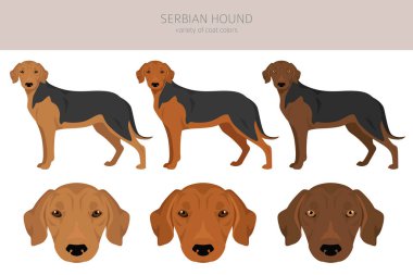 Sırp Tazı kırpması. Tüm ceket renkleri ayarlandı. Bütün köpekler karakteristik bilgileri çoğaltır. Vektör illüstrasyonu