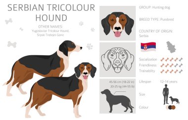 Sırp Üçrenkli Tazı kırpması. Tüm ceket renkleri ayarlandı. Bütün köpekler karakteristik bilgileri çoğaltır. Vektör illüstrasyonu