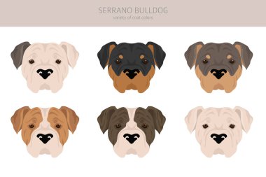 Serrano Bulldog klibi. Tüm ceket renkleri ayarlandı. Bütün köpekler karakteristik bilgileri çoğaltır. Vektör illüstrasyonu