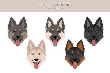 Shiloh Shepherd klipsi. Tüm ceket renkleri ayarlandı. Bütün köpekler karakteristik bilgileri çoğaltır. Vektör illüstrasyonu
