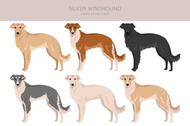 İpek Windhound zirvesi. Tüm ceket renkleri ayarlandı. Bütün köpekler karakteristik bilgileri çoğaltır. Vektör illüstrasyonu