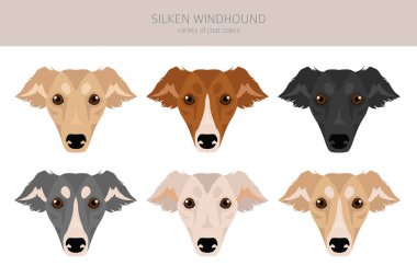 İpek Windhound zirvesi. Tüm ceket renkleri ayarlandı. Bütün köpekler karakteristik bilgileri çoğaltır. Vektör illüstrasyonu