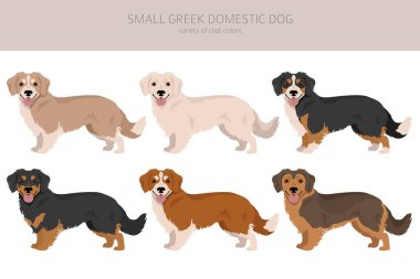 Küçük Yunan Evcil Köpeği. Tüm ceket renkleri ayarlandı. Bütün köpekler karakteristik bilgileri çoğaltır. Vektör illüstrasyonu
