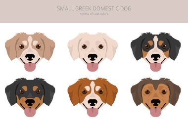 Küçük Yunan Evcil Köpeği. Tüm ceket renkleri ayarlandı. Bütün köpekler karakteristik bilgileri çoğaltır. Vektör illüstrasyonu