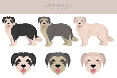 Smithfield Köpek Klibi. Tüm ceket renkleri ayarlandı. Bütün köpekler karakteristik bilgileri çoğaltır. Vektör illüstrasyonu