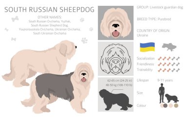 South Russian Sheepdog clipart. All coat colors set.  All dog breeds characteristics infographic. Vector illustration clipart