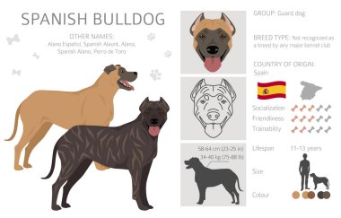 İspanyol Bulldog klibi. Tüm ceket renkleri ayarlandı. Bütün köpekler karakteristik bilgileri çoğaltır. Vektör illüstrasyonu