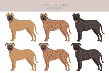 İspanyol Bulldog klibi. Tüm ceket renkleri ayarlandı. Bütün köpekler karakteristik bilgileri çoğaltır. Vektör illüstrasyonu