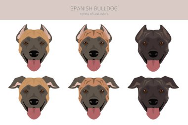 İspanyol Bulldog klibi. Tüm ceket renkleri ayarlandı. Bütün köpekler karakteristik bilgileri çoğaltır. Vektör illüstrasyonu