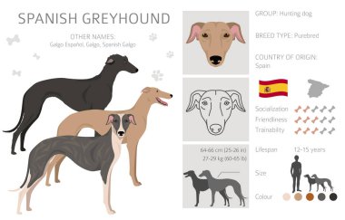 İspanyol Greyhound Clipart. Tüm ceket renkleri ayarlandı. Bütün köpekler karakteristik bilgileri çoğaltır. Vektör illüstrasyonu