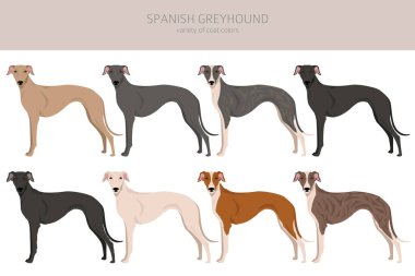 İspanyol Greyhound Clipart. Tüm ceket renkleri ayarlandı. Bütün köpekler karakteristik bilgileri çoğaltır. Vektör illüstrasyonu