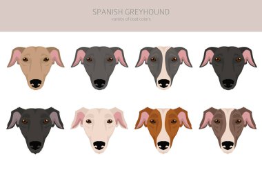 İspanyol Greyhound Clipart. Tüm ceket renkleri ayarlandı. Bütün köpekler karakteristik bilgileri çoğaltır. Vektör illüstrasyonu