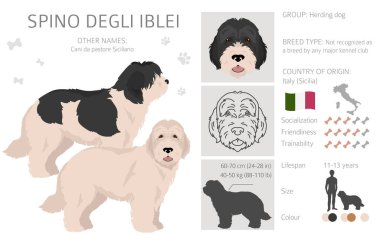 Spino Degli Iblei tırman. Tüm ceket renkleri ayarlandı. Bütün köpekler karakteristik bilgileri çoğaltır. Vektör illüstrasyonu