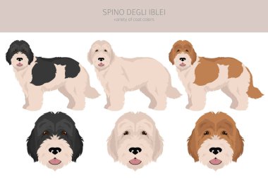 Spino Degli Iblei tırman. Tüm ceket renkleri ayarlandı. Bütün köpekler karakteristik bilgileri çoğaltır. Vektör illüstrasyonu