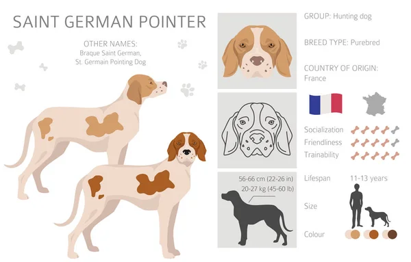 Heiliger Deutscher Zeiger Alle Fellfarben Eingestellt Alle Hunderassen Merkmale Infografik — Stockvektor