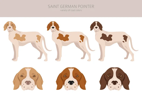 Saint German Pointer Clipart Todos Los Colores Del Abrigo Establecidos — Vector de stock