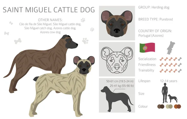 圣米格尔牛群的狗群所有的外套颜色都设置好了 所有的狗都有信息特征 矢量说明 — 图库矢量图片