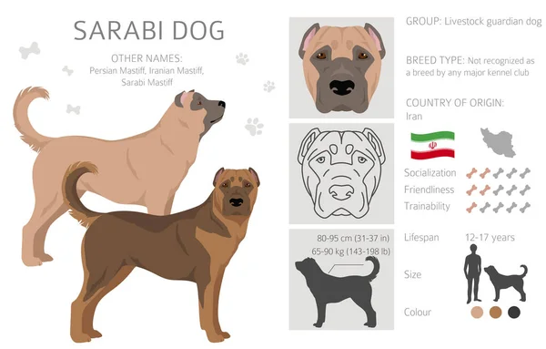 Sarabi Hund Iranische Dogge Klippe Alle Fellfarben Eingestellt Alle Hunderassen — Stockvektor