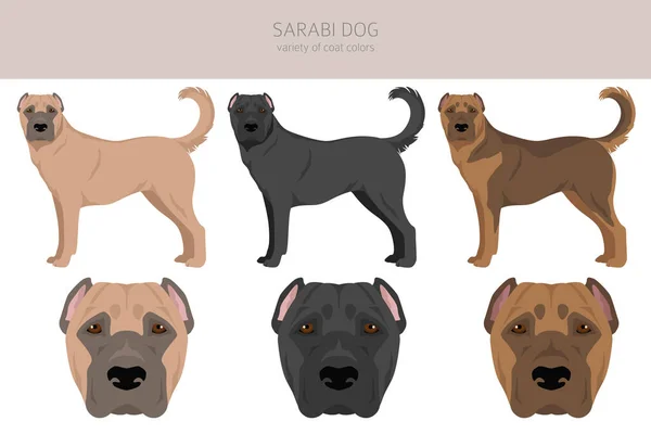 サラビ犬 イランのマスチフクリッパー すべてのコートの色セット すべての犬は特徴的なインフォグラフィックを繁殖させます ベクターイラスト — ストックベクタ