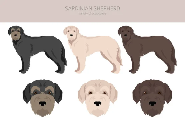 Sardinian Shepherd Dog Clipart All Coat Colors Set All Dog — Stock Vector