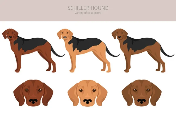 Schiller Hound Clipart Všechny Barvy Srsti Nastaveny Všichni Psi Plemeno — Stockový vektor