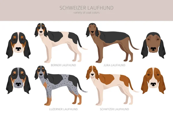 シュワイザー ラウフント スイス ホウンド クリップパート すべてのコートの色セット すべての犬は特徴的なインフォグラフィックを繁殖させます ベクターイラスト — ストックベクタ