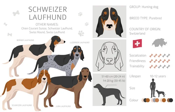 stock vector Schwyzer Laufhund, Swiss Hound clipart. All coat colors set.  All dog breeds characteristics infographic. Vector illustration