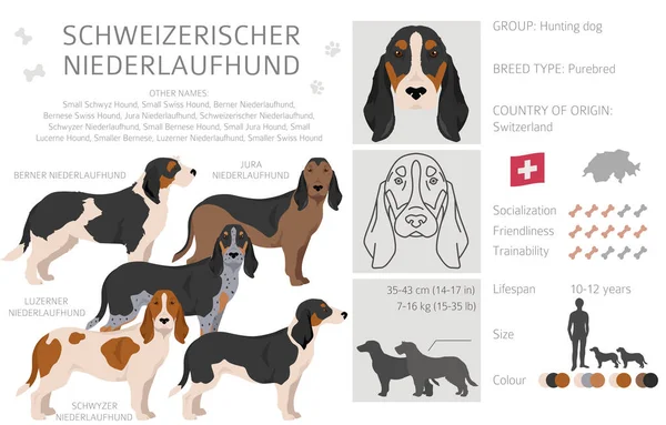 Schweizerischer Niederlaufhund Küçük Sviçreli Köpeği Tüm Ceket Renkleri Ayarlandı Bütün — Stok Vektör