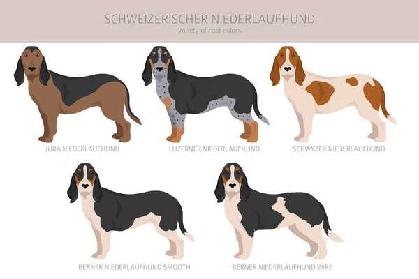 Schweizerischer Niederlaufhund Μικρός Κύκνος Όλα Χρώματα Παλτό Που Όλα Σκυλιά — Διανυσματικό Αρχείο