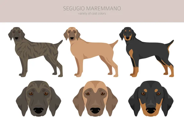 Segugio Maremmano Clipart Цвета Шерсти Установлены Породы Собак Представлены Инфографике — стоковый вектор