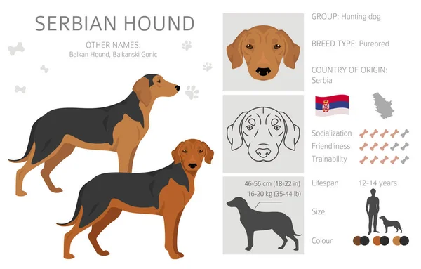 Serbian Hound Clipart All Coat Colors Set All Dog Breeds — Stock Vector