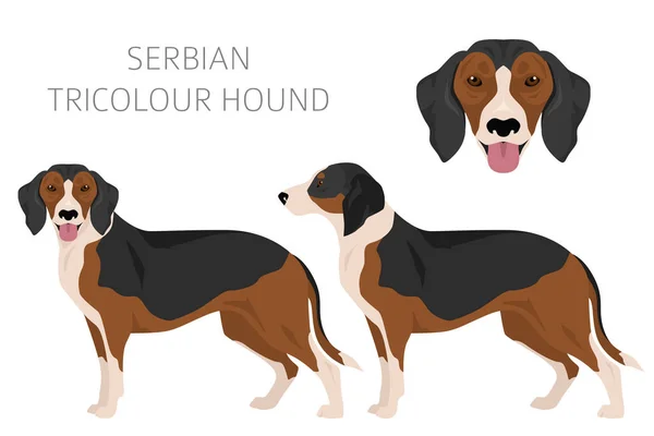 Serbiska Tricolor Hound Clipart Alla Pälsfärger Inställda Alla Hund Raser — Stock vektor