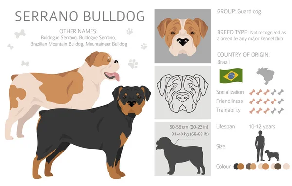 Serrano Bulldog Clipart Todos Los Colores Del Abrigo Establecidos Todas — Vector de stock