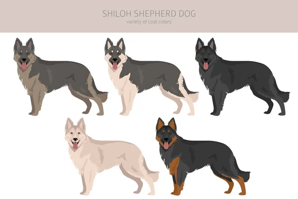 Shiloh Shepherd Cliparts Alle Fellfarben Eingestellt Alle Hunderassen Merkmale Infografik — Stockvektor