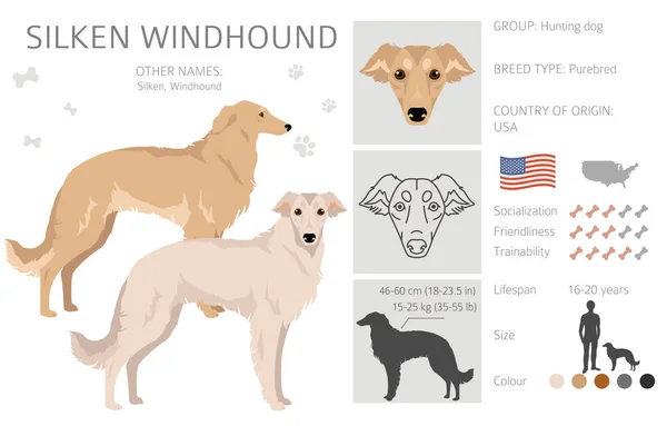 Silken Windhound Clipart Všechny Barvy Srsti Nastaveny Všichni Psi Plemeno — Stockový vektor