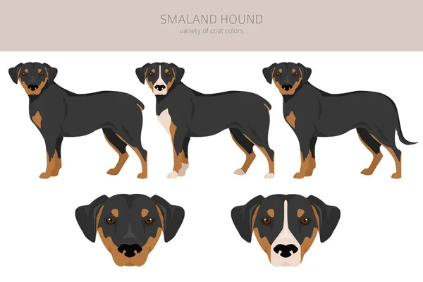 Smaland Hound Clipart All Coat Colors Set All Dog Breeds — Stock Vector