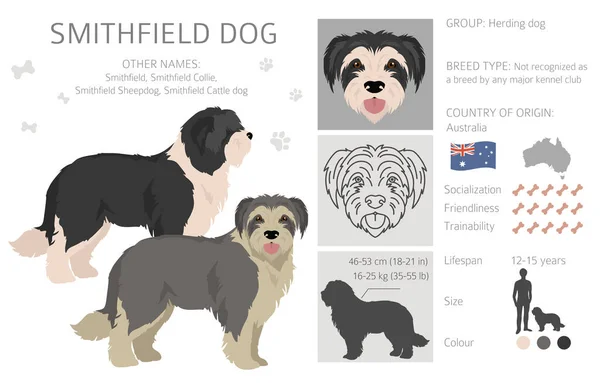 Smithfield Dog Clipart Alle Fellfarben Eingestellt Alle Hunderassen Merkmale Infografik — Stockvektor