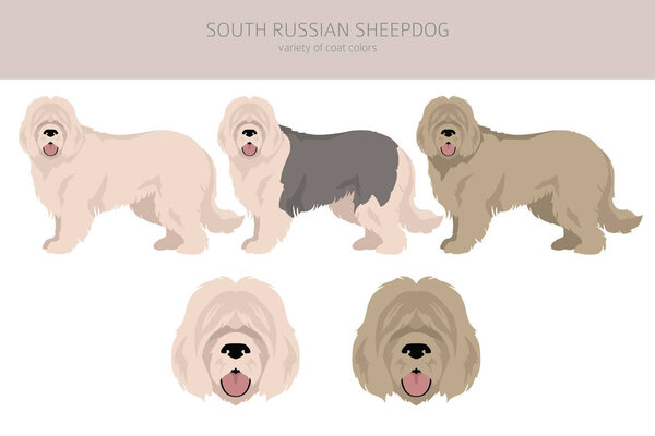 South Russian Sheepdog clipart. All coat colors set.  All dog breeds characteristics infographic. Vector illustration