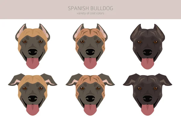Clipart Bulldog Español Todos Los Colores Del Abrigo Establecidos Todas — Archivo Imágenes Vectoriales