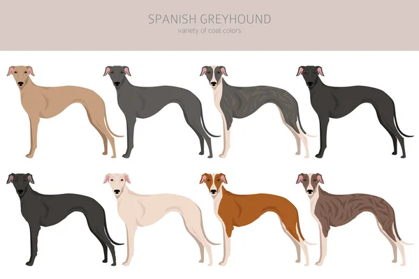 Spanyol Greyhound Clipart Tüm Ceket Renkleri Ayarlandı Bütün Köpekler Karakteristik — Stok Vektör