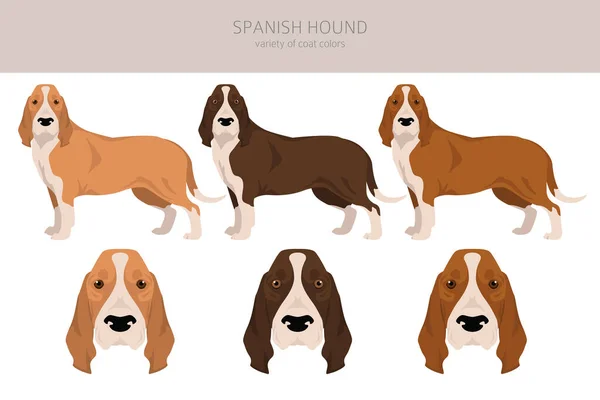 スペインの猟犬隊 すべてのコートの色セット すべての犬は特徴的なインフォグラフィックを繁殖させます ベクターイラスト — ストックベクタ