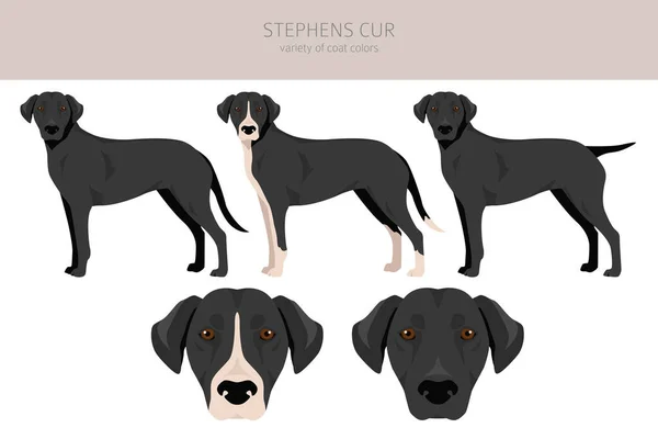 Stephens Cur集团所有的外套颜色都设置好了 所有的狗都有信息特征 矢量说明 — 图库矢量图片