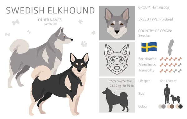 Swedish Elkhound Clipart All Coat Colors Set All Dog Breeds — Stock Vector