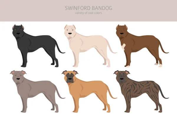 Swinford Bandog集团所有的外套颜色都设置好了 所有的狗都有信息特征 矢量说明 — 图库矢量图片